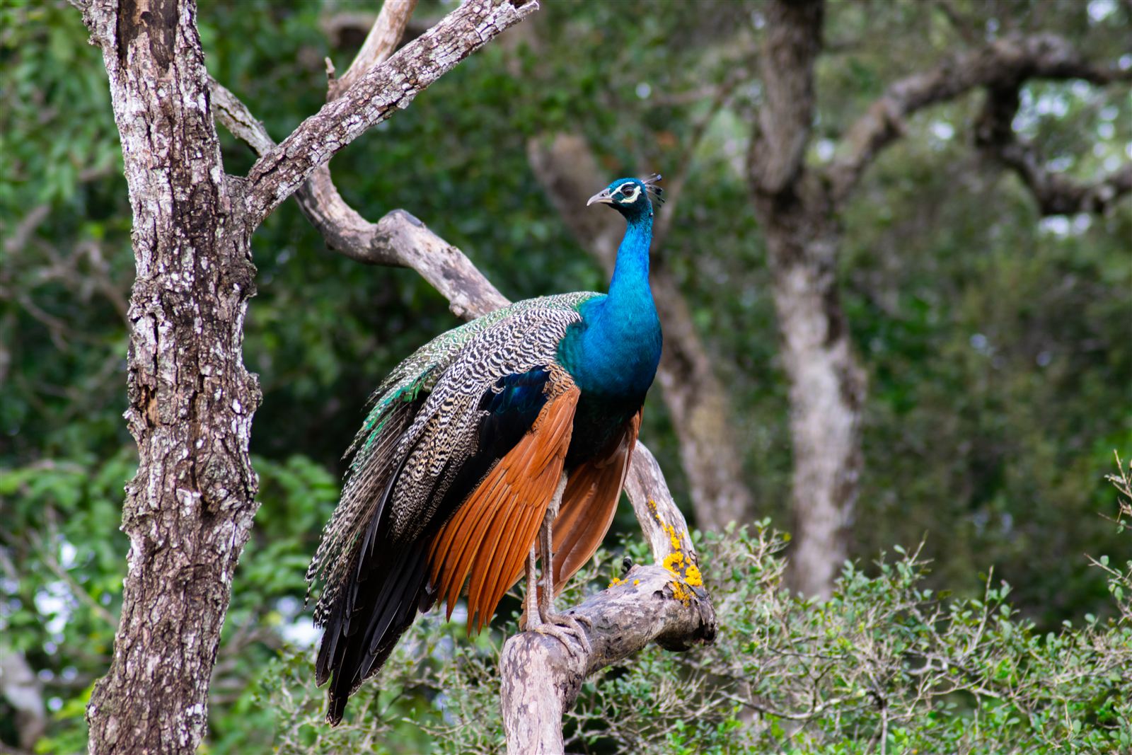 Peacock in Wilpattu National Park